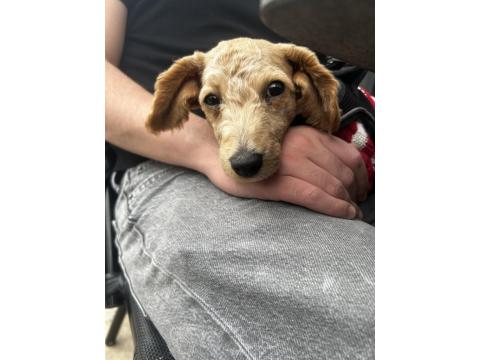 6 Aylık Yavru Maltipoo Köpeğimi Sahiplendiriyorum