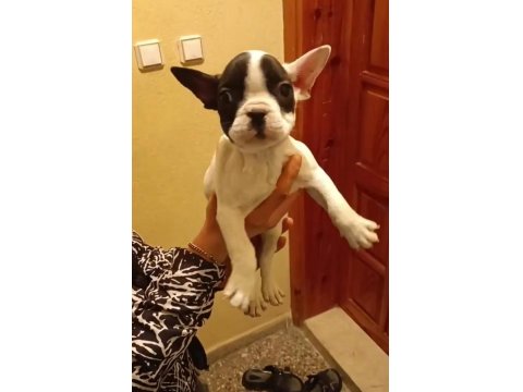 Erkek Ve Dişi French Bulldog
