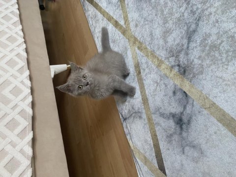 Yavru British Shorthair Kedisi