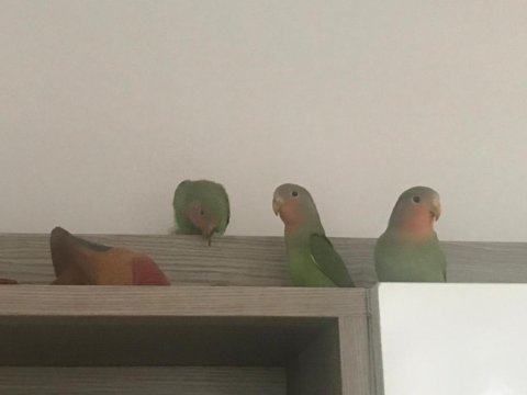 Bebek Papağanlar Hazır