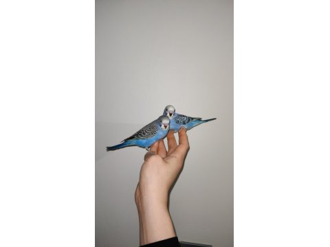 Çocuklar Bile Eğitebilir İstanbul İçi Eve Teslim Muhabbet Kuşu