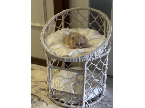 British Longhair Golden Kedimiz