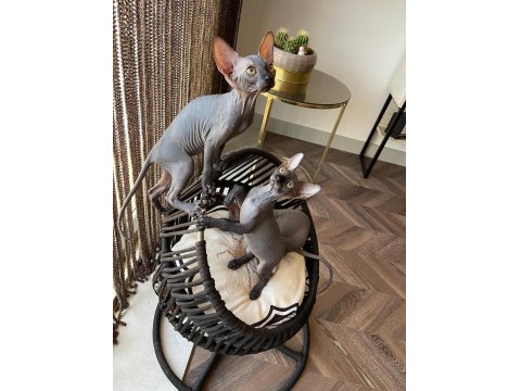 0 Tüy Canadian Sphynx