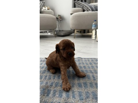 Dişi Ve Erkek Toy Poodle Yavruları