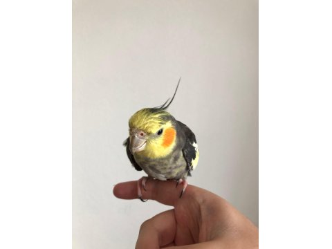 Erkek Sultan Papağanı 2 Yaşında Sağlık Sorunu Yok