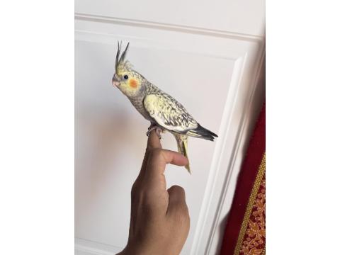 Sultan Papağanlar Sahiplendirilecekler