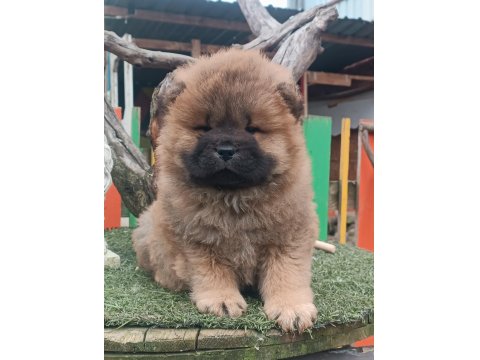 Çin Aslanı Bebekler