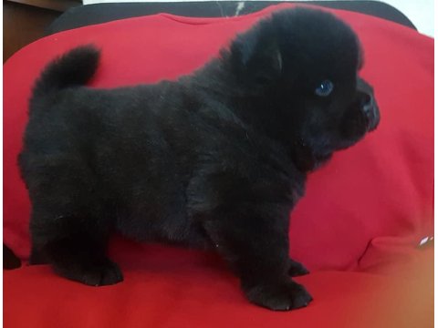 Çin Aslanı Yavrular Gelip Görerek Alabilirsiniz Adrese Teslimat Var