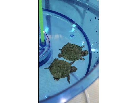 Singapur Kırmızı Yanaklı Su Kaplumbağası