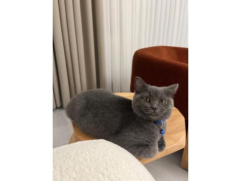 6 Aylık British Shorthair Oğlumuzu Sahiplendiriyoruz