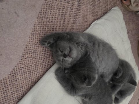 2 Aylık Scottish Fold Kızımız