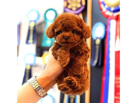 İki Aylık Toy Poodle Yavruları