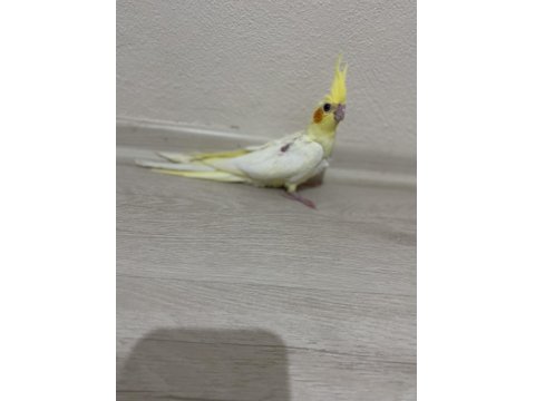 1.5 Aylık Sultan Papağanı Yavruları Ele Alıştırmalık