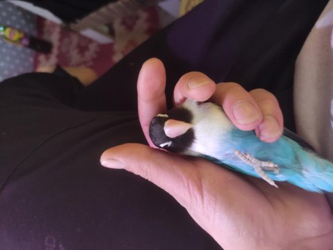 Çift Sevda Papağanı