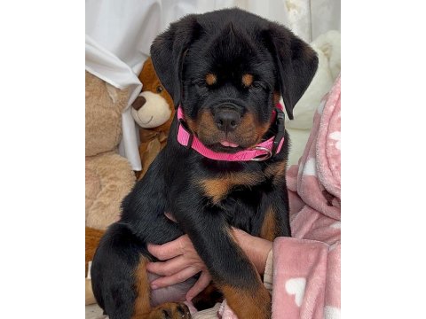 Sağlık Ve Irk Garantili Rottweiler Köpekler