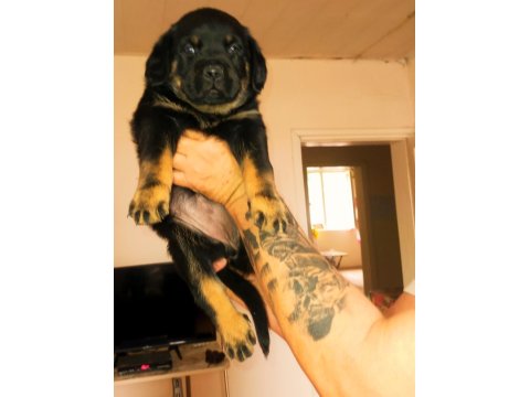 Safkan Dişi Rottweiler Yavrular