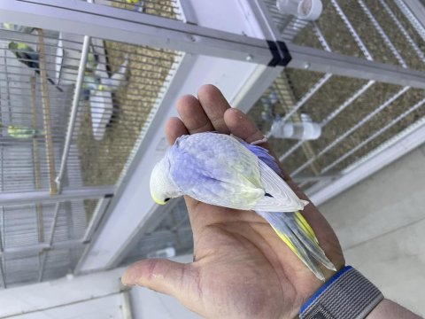 30 Günlük Muhabbet Kuşu Erkek Rainbow Yuva Yavruları