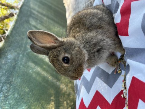 Hollanda Cüce Tavşan Yavruları