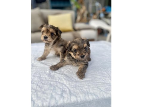 Mini Boy Morkie Prensler