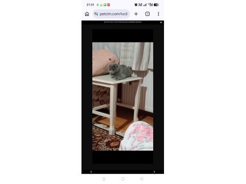 4 Aylık Scottish Fold - Malzemelerle Birlikte