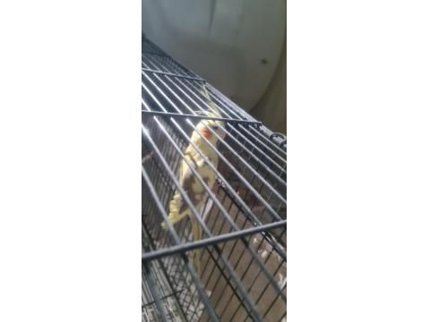 Erkek Sultan Papağanı