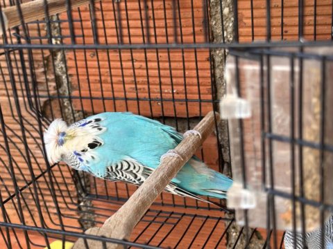 Vasıflı Show Jumbo Genç Üretim Muhabbet Kuşları