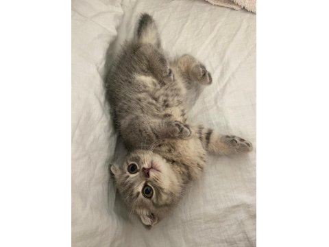 Scottish Fold & Straight Yavrularımız