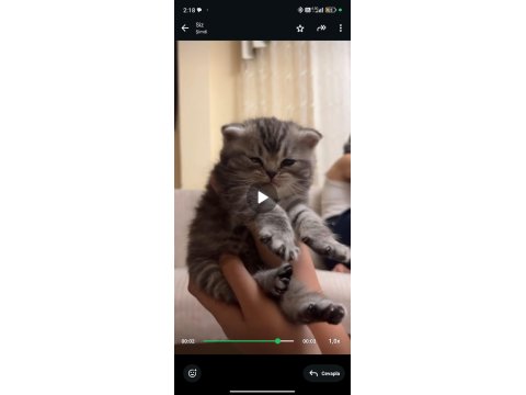 3 Adet Kedimi Sütten Kesildiğinde Anda Vereceğim