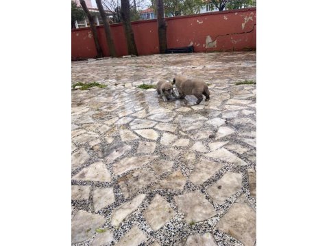 Yavru Kangal Dişi