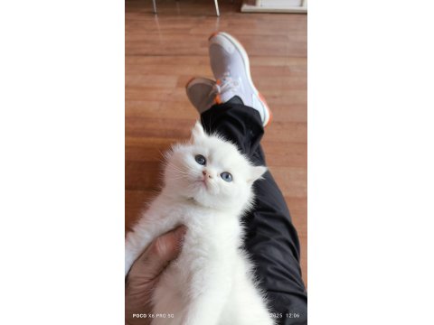 Scottish Straight Yavrum