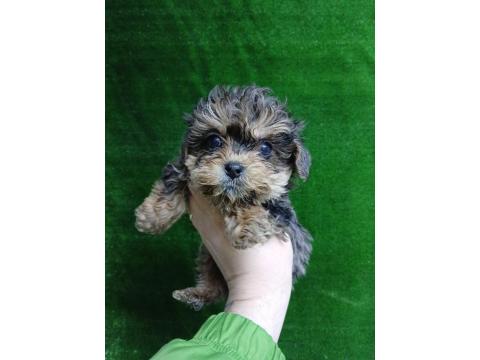 Maltipoo Merle Tan Irk Ve Sağlık Garantili