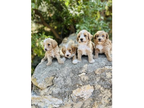 Ruhsatlı İşletmeden F1 Maltipoo Bebekler