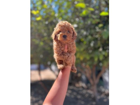 Irk Ve Sağlık Garantili Kore Red Toy Poodle Bebekler