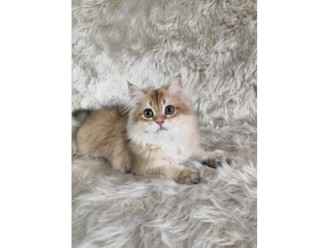 Organik Portakal British Kedimiz