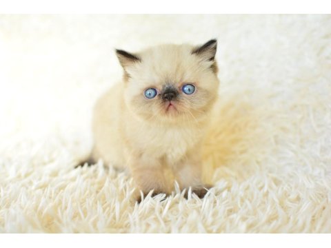 Muhteşem Yüz Hattına Sahip Exotic Shorthair