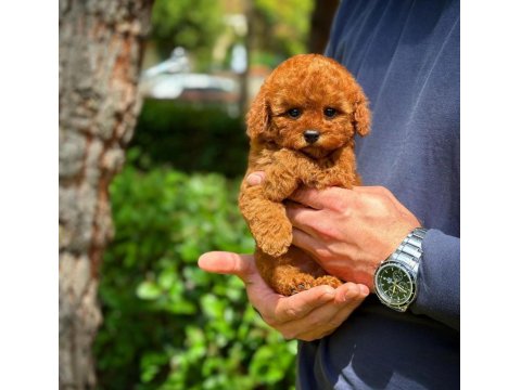 Toy Poodle Yavrular Aynı Gün Gönderim Ve Kapıda Ödeme