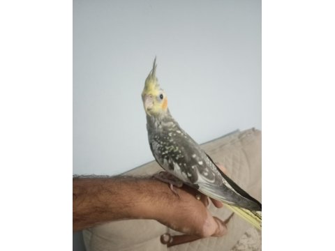 Yavru Sultan Papağanı 2 Aylık