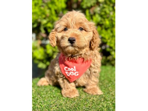 Sevimli Maltipoo Yavrular