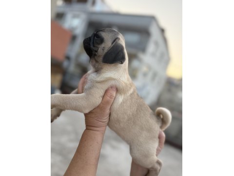 Pug Mops Yavru Köpekler