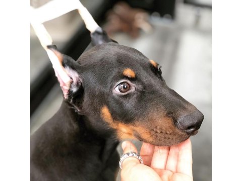 Show Kalite Doberman Köpekler