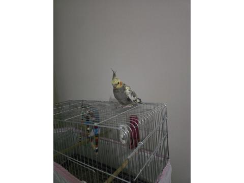 3 Aylık Ele Alışık Sultan Papağanı