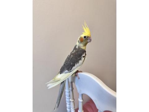 Sultan Papağanlar Sahiplendirilecektir