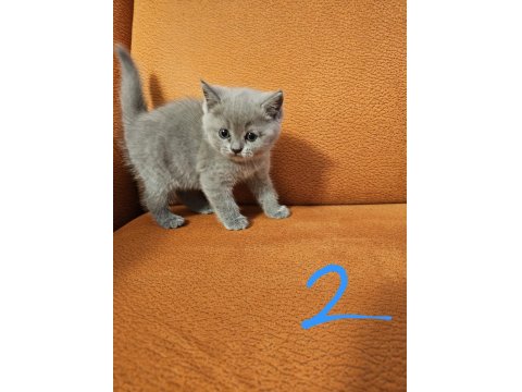 12 Mayıs Doğumlu Üst Kalite British Shorthair Yavruları