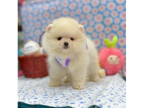 Safkan Pomeranian Boo Irkı Yavrularımız
