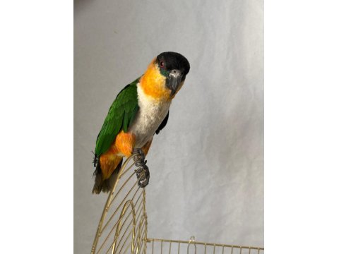 Erkek Kayık Papağanı