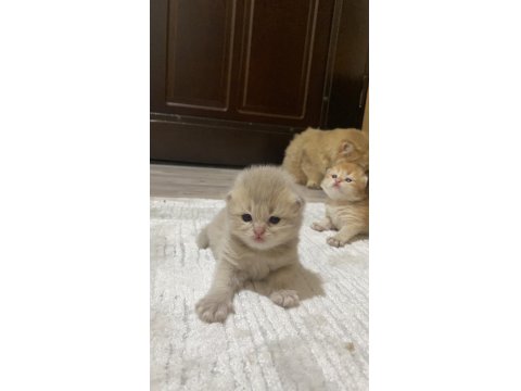 Safkan British Bebeklerim Rezerveye Açık