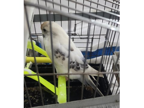 Gökbeyazı Ve Gri Süslemeli Genç Erkek Muhabbet Kuşu