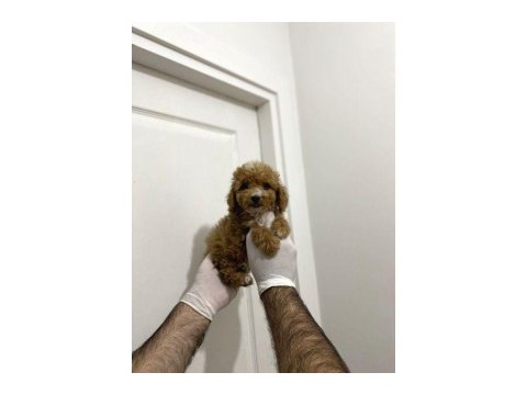 Sevimli Maltipoo Güzel Yüzlü Bebeklerimiz