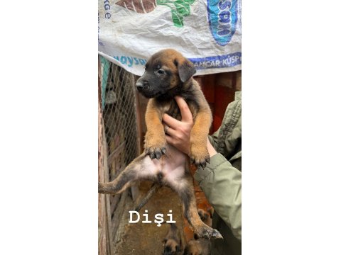 40 Günlük Belçika Kurdu Yavrular