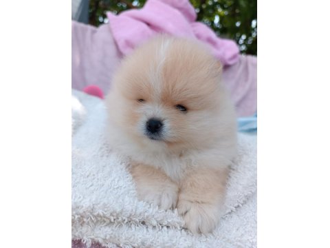 Irk Garantili Ayı Surat Pomeranian Bebekler